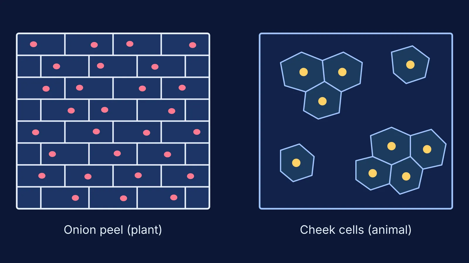 Brick-like onion peel cells beside clumps of many-sided cheek cells with nuclei