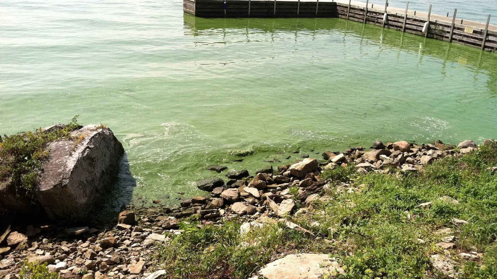 Bright green algal bloom water beside a rocky shore and pier on Lake Erie