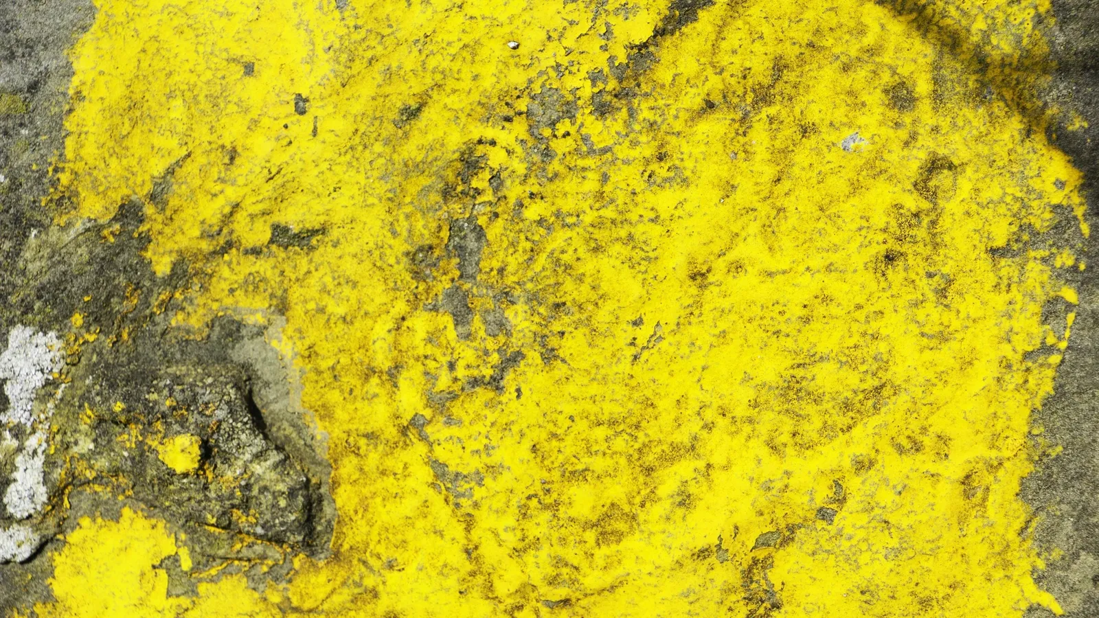 Bright yellow sulphur crystals
