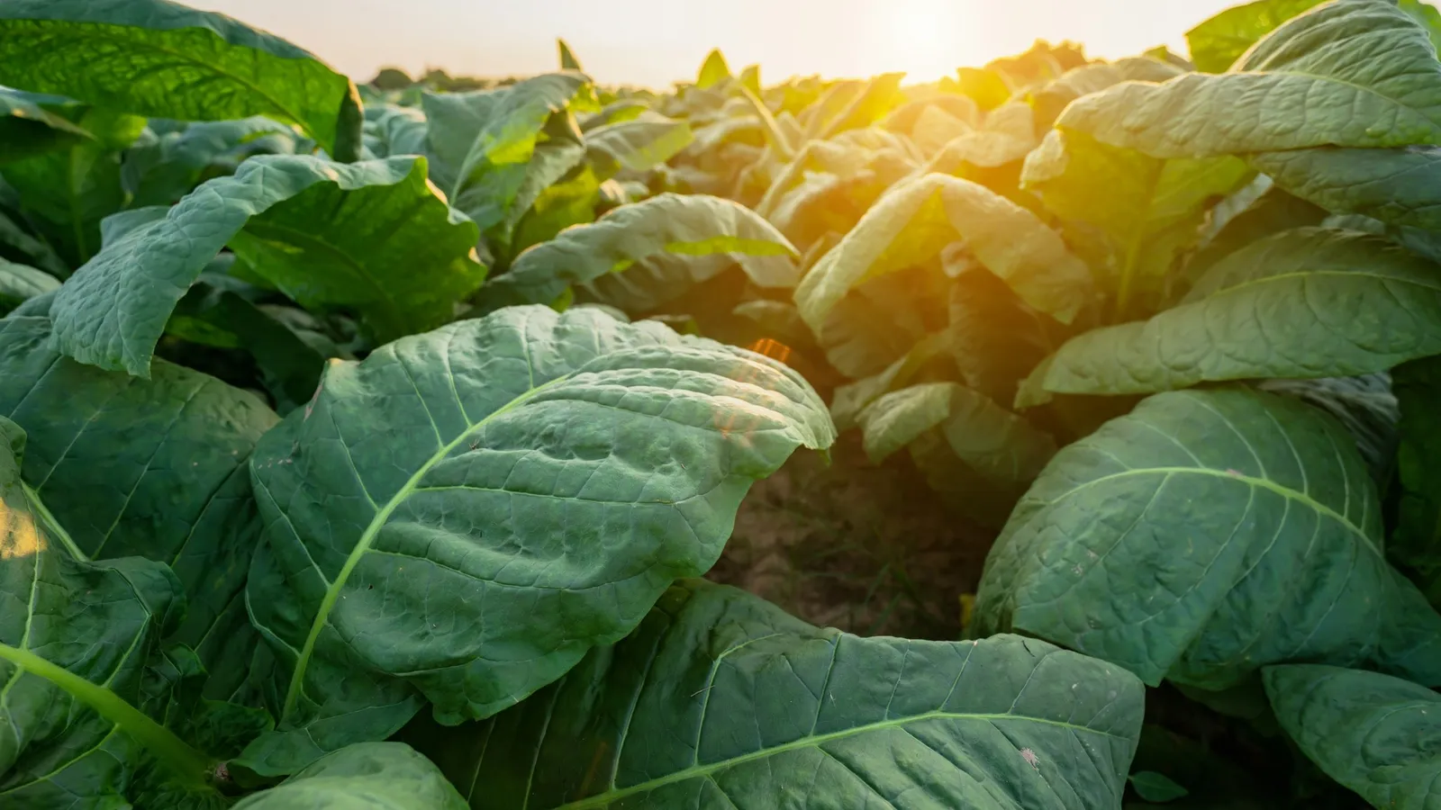 Broad green leaves of a crop field lit by low sun