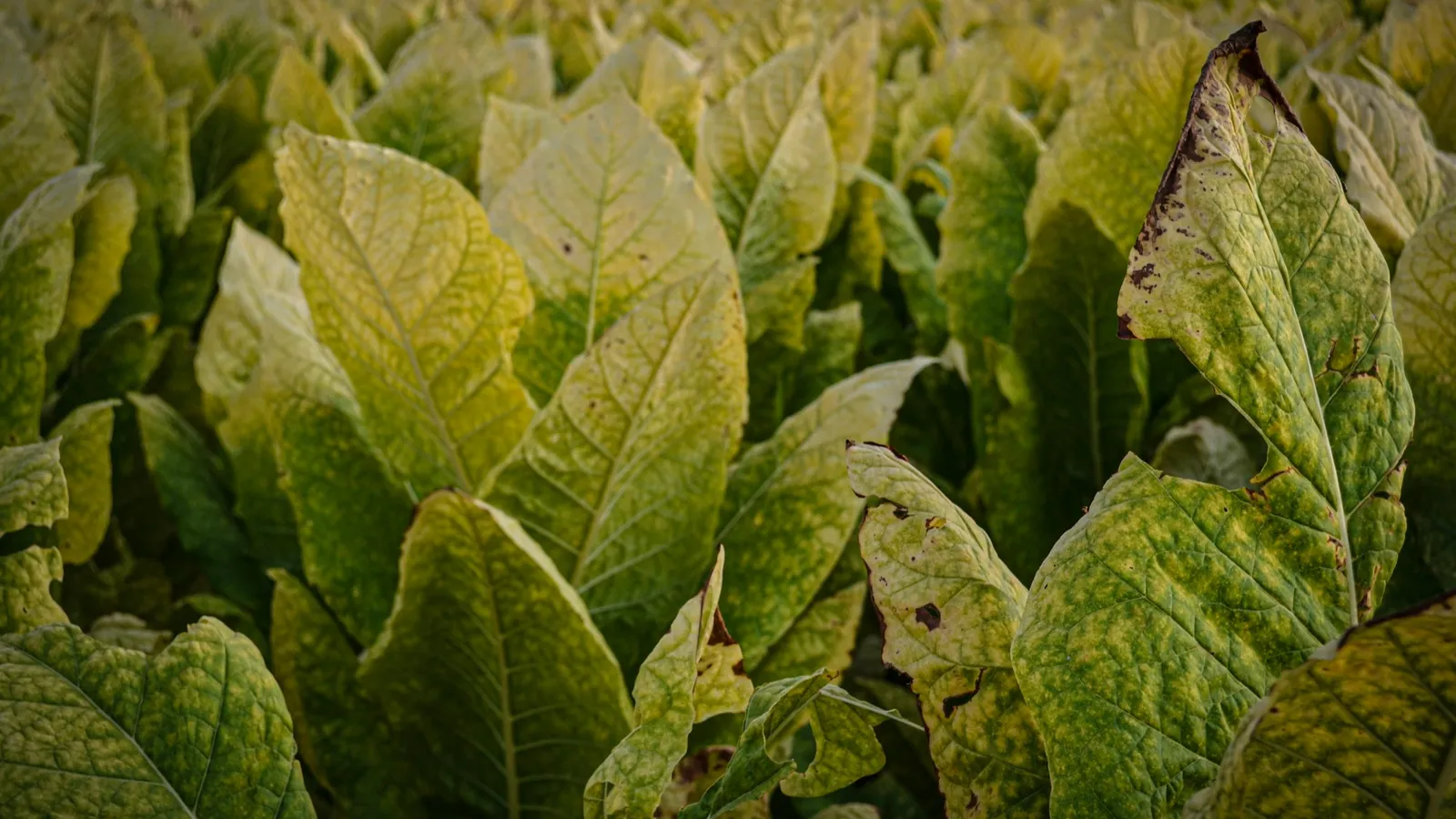 Broad tobacco leaves growing in a field