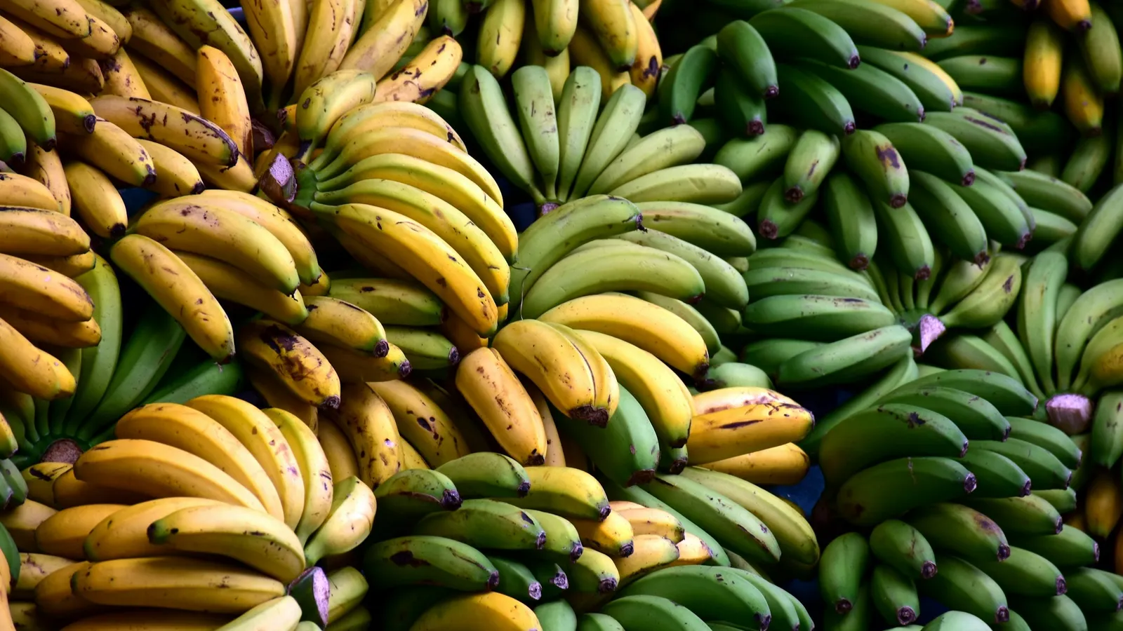 Bunches of bananas at different stages of ripening, from green to yellow