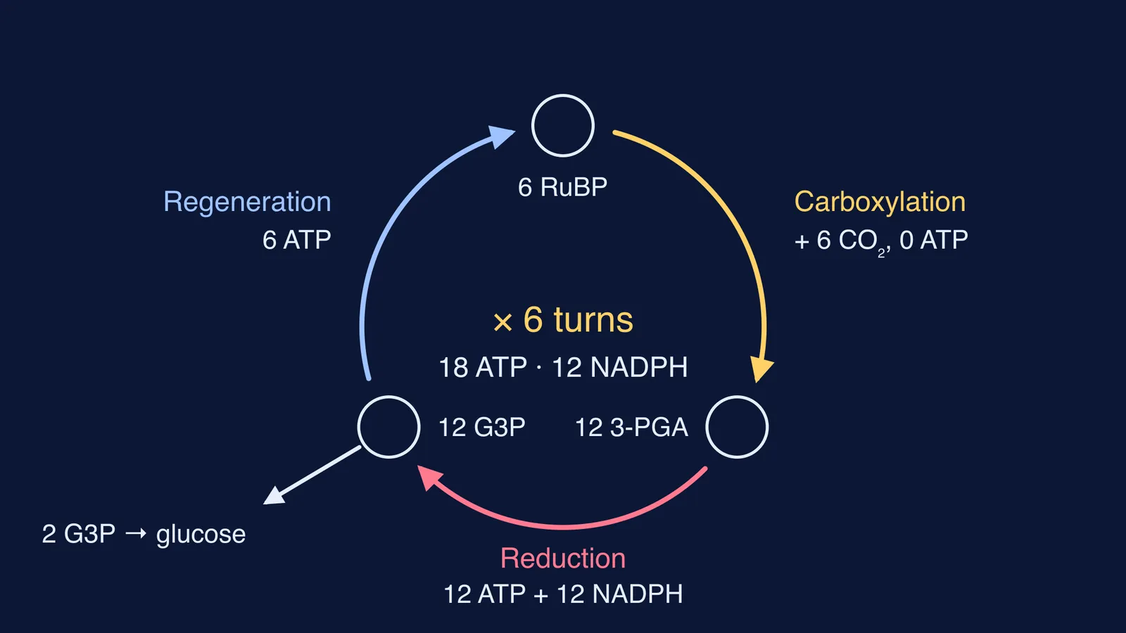 Calvin cycle's three stages with ATP and NADPH counts for one glucose