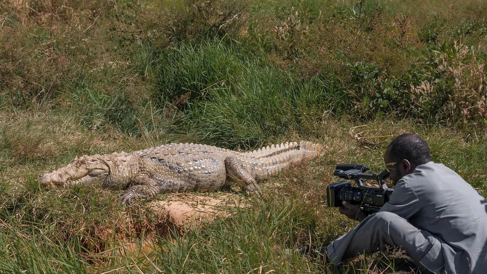 Cameraman sitting in grass filming a large crocodile at close range