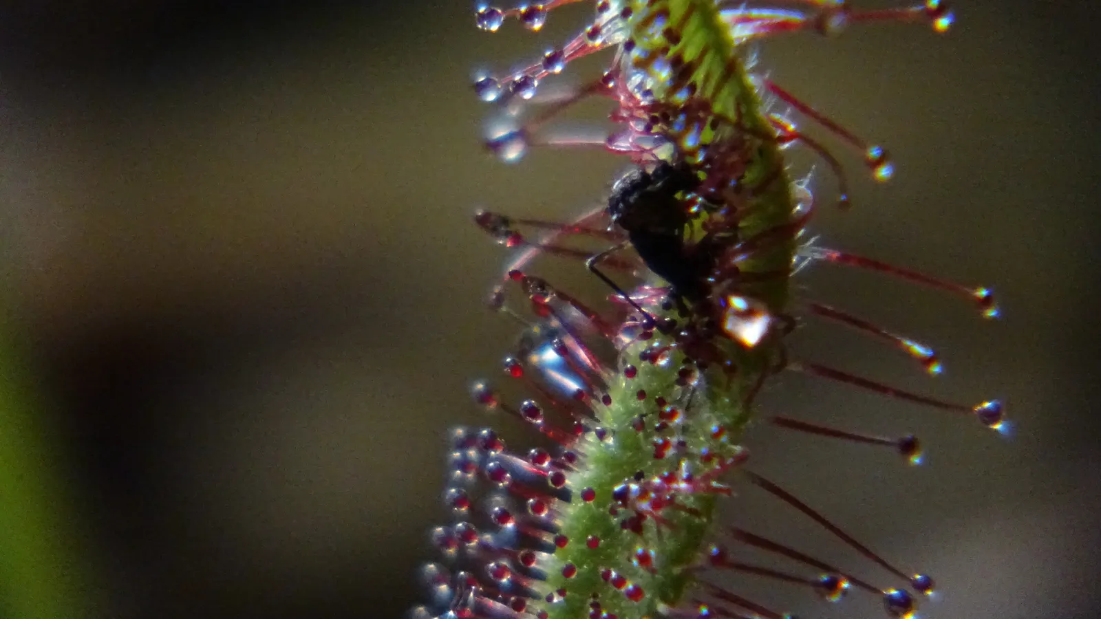 Cape sundew leaf with red, dew-tipped tentacles holding a small black insect