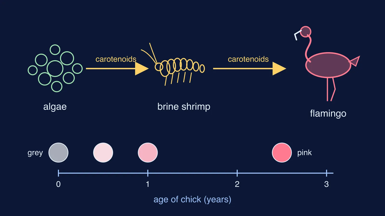Carotenoids passing from algae to brine shrimp to flamingo, and a chick's grey-to-pink timeline