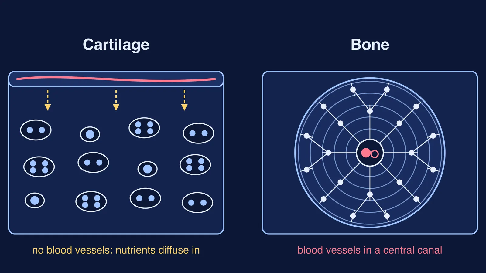 Cartilage cells in lacunae without vessels beside a bone osteon with central blood vessel
