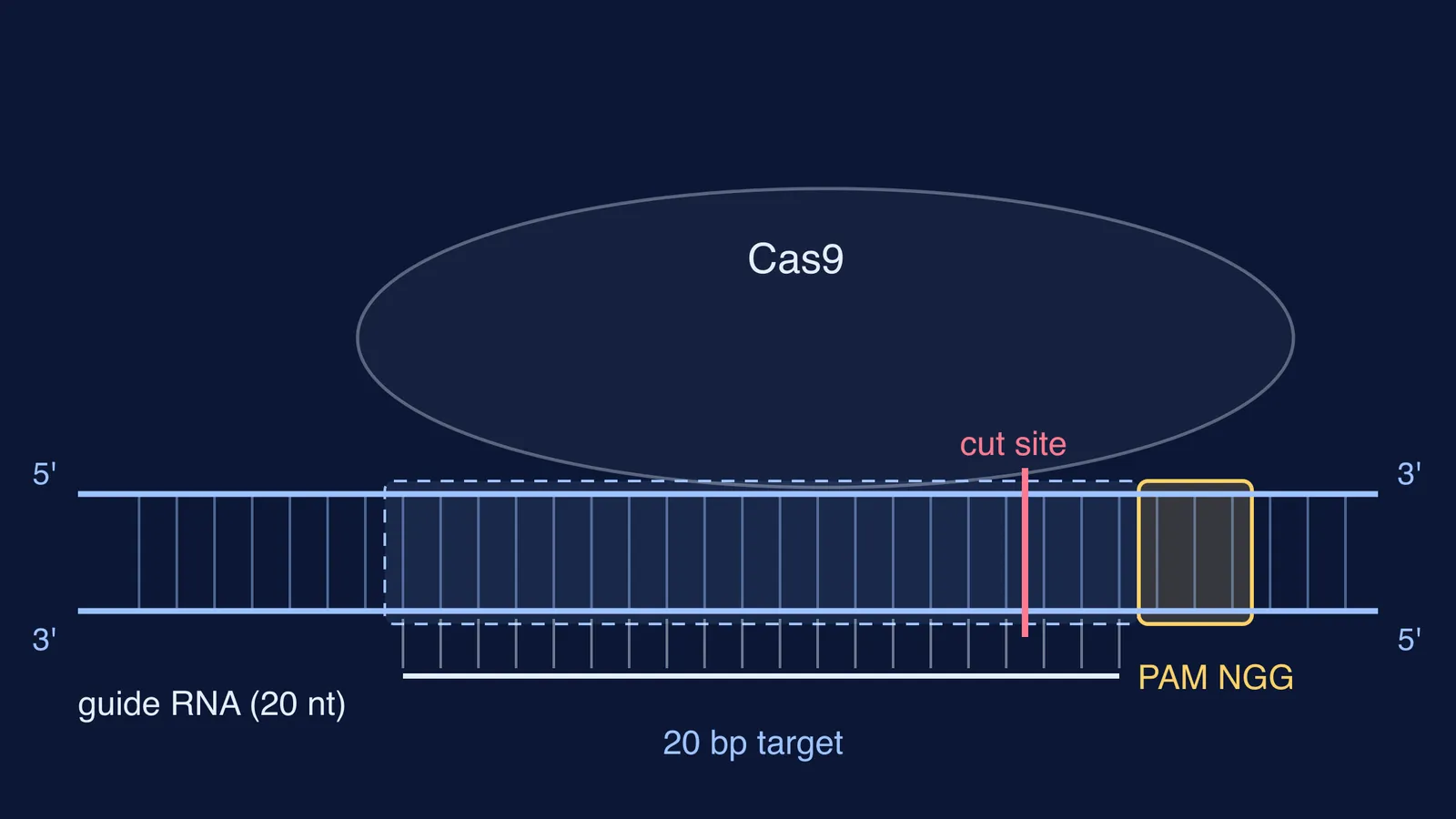 Cas9 with guide RNA on DNA, cut site three bases before NGG PAM