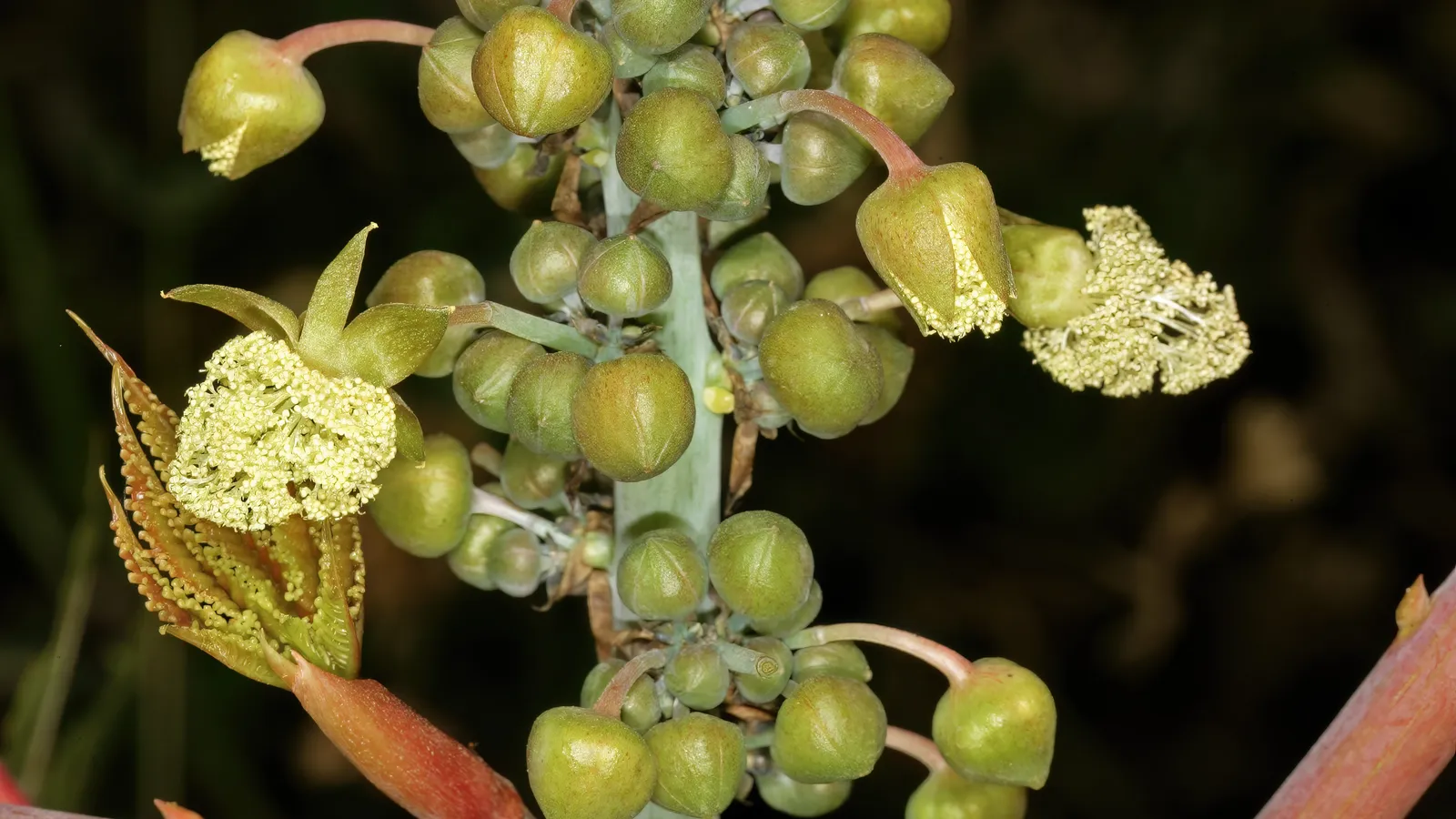 Castor plant stalk with cream male flowers full of stamens among round green buds