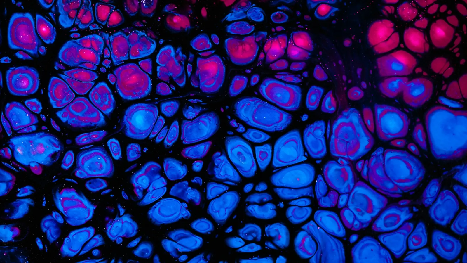 Cells glowing blue and pink under a fluorescence microscope