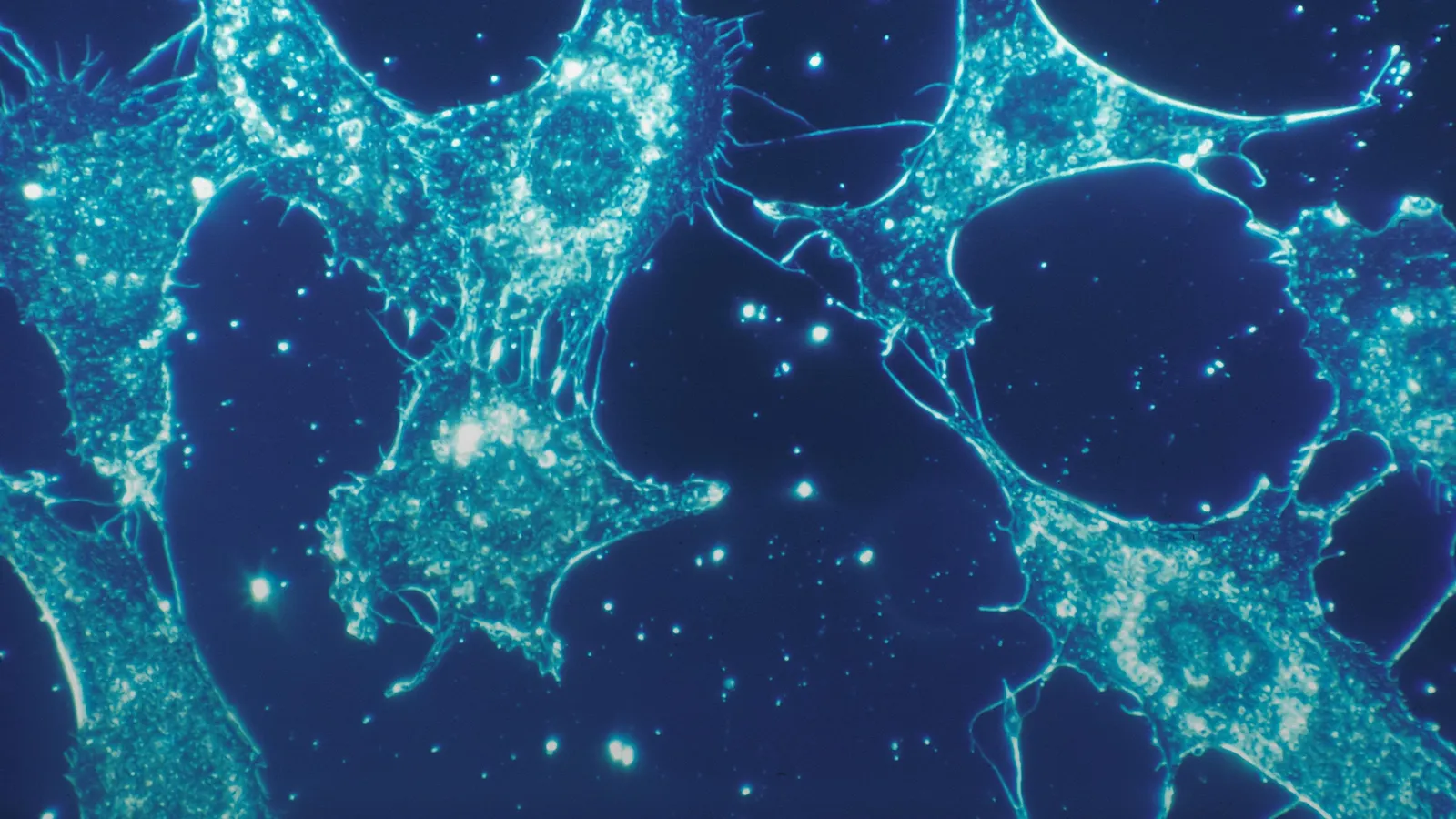 Cells seen under a fluorescence microscope against a dark blue background