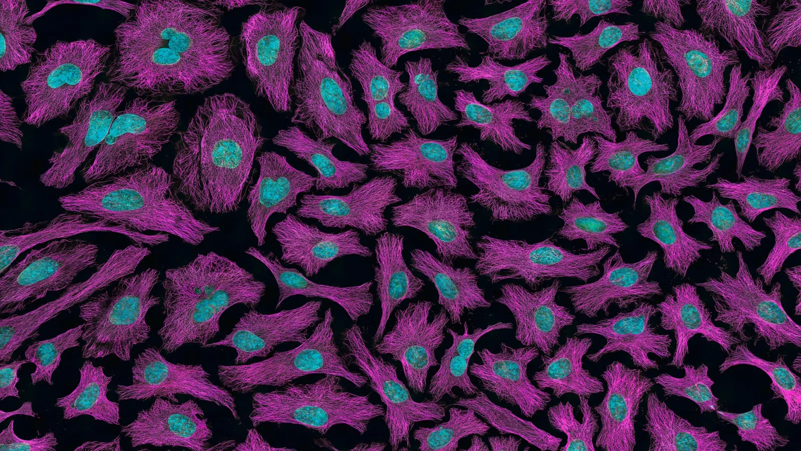Cells stained pink and purple under a fluorescence microscope