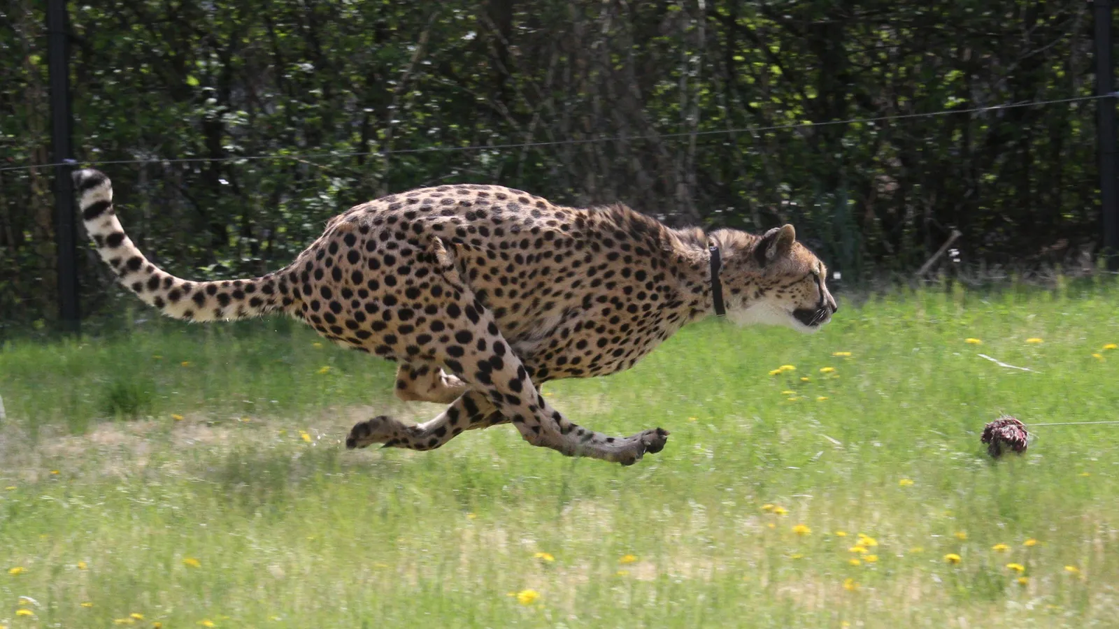 Cheetah sprinting across a grassy field, legs gathered under its curved back