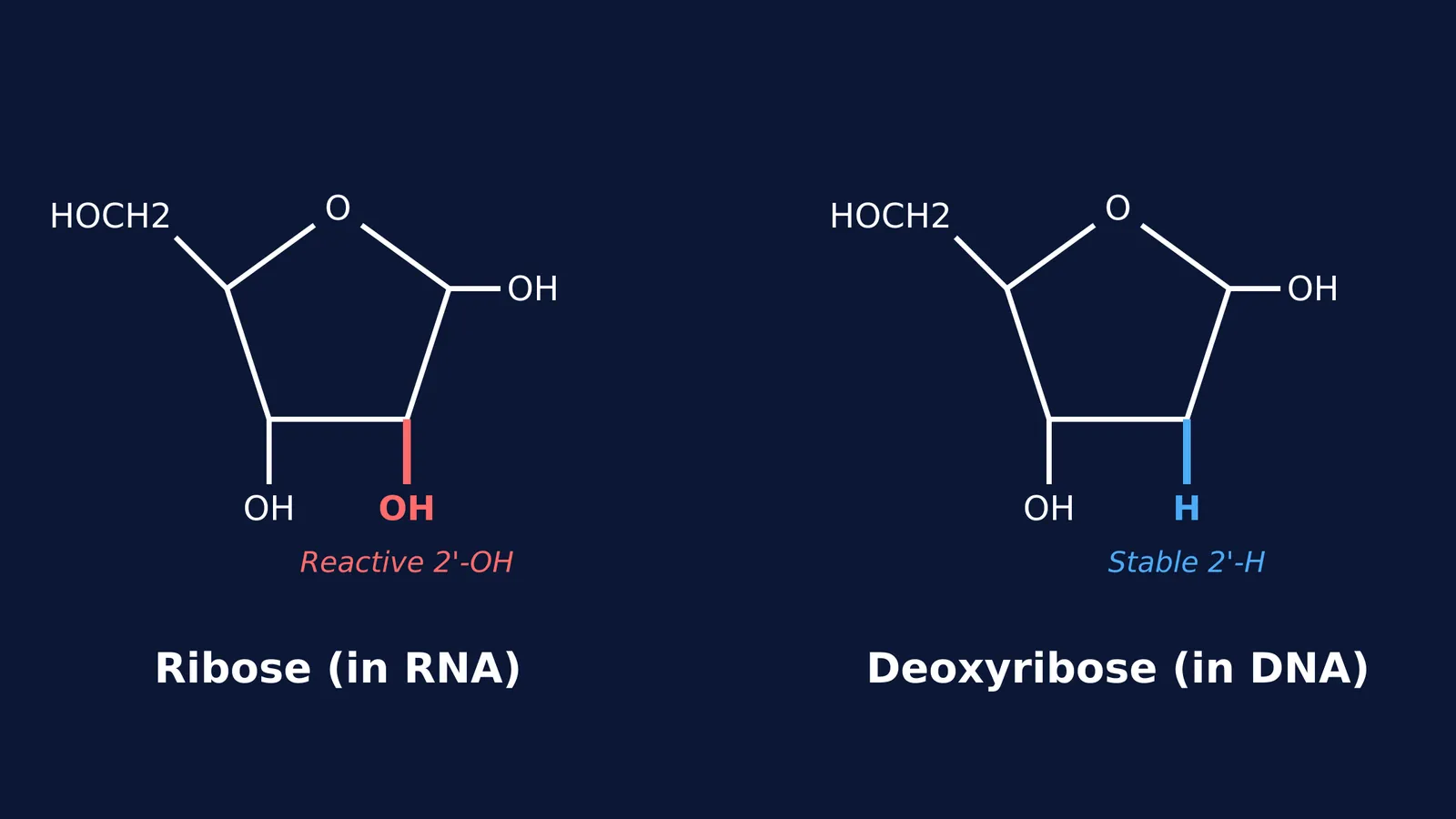 Chemical structures of ribose and deoxyribose, comparing the 2'-OH and 2'-H groups.
