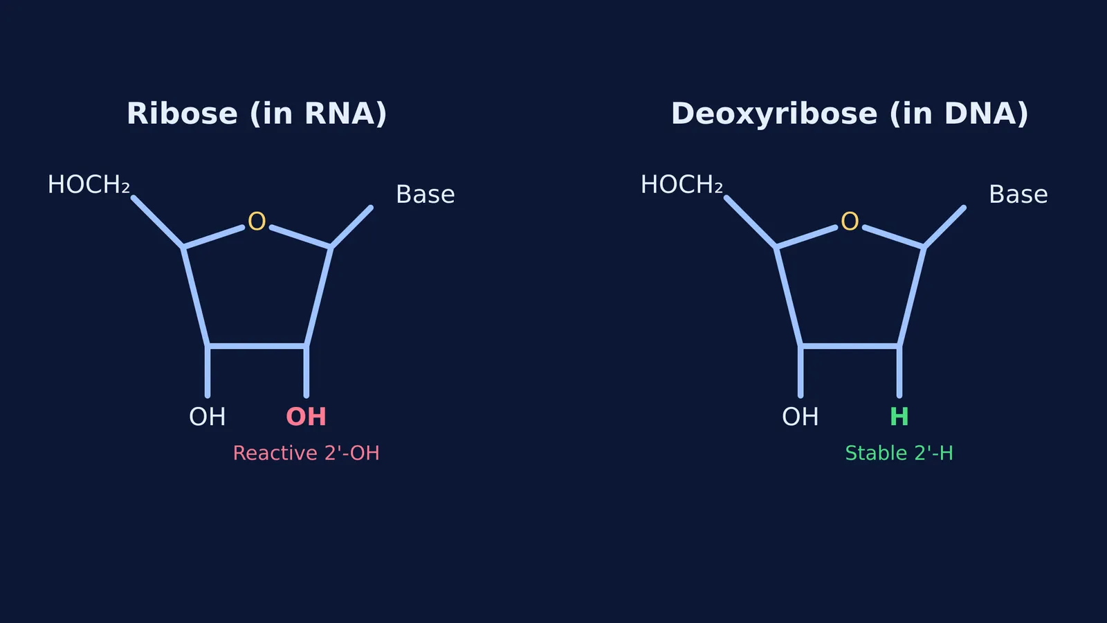Chemical structures of ribose and deoxyribose sugars