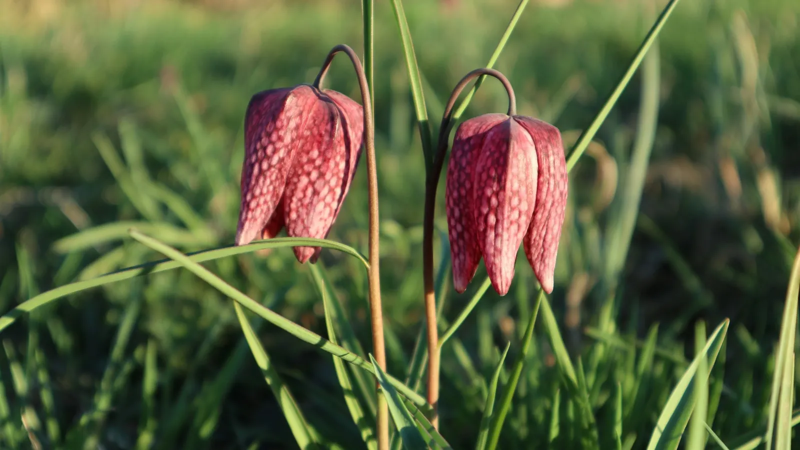 Chequered fritillary flowers in a meadow