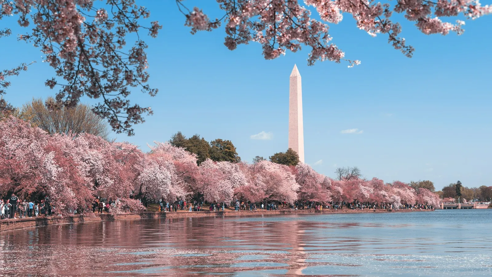 Cherry blossoms along the water in Washington