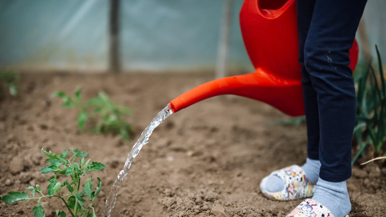 Child watering young tomato plants with an orange watering can