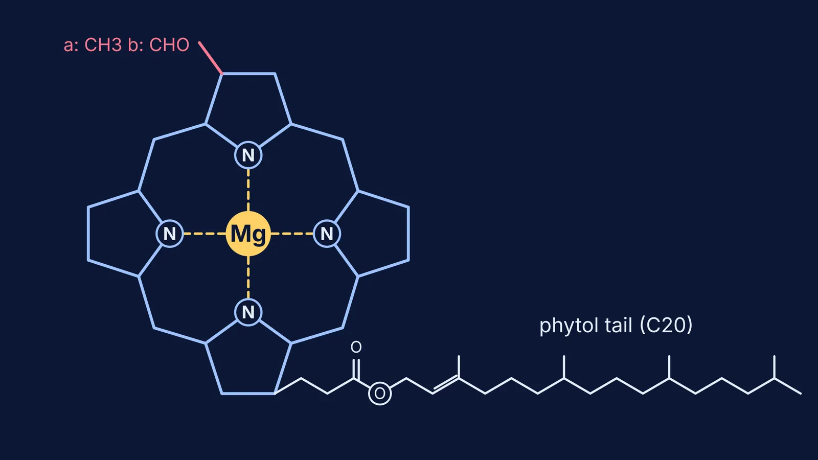 Chlorophyll core: magnesium bound to four nitrogens, with a phytol tail