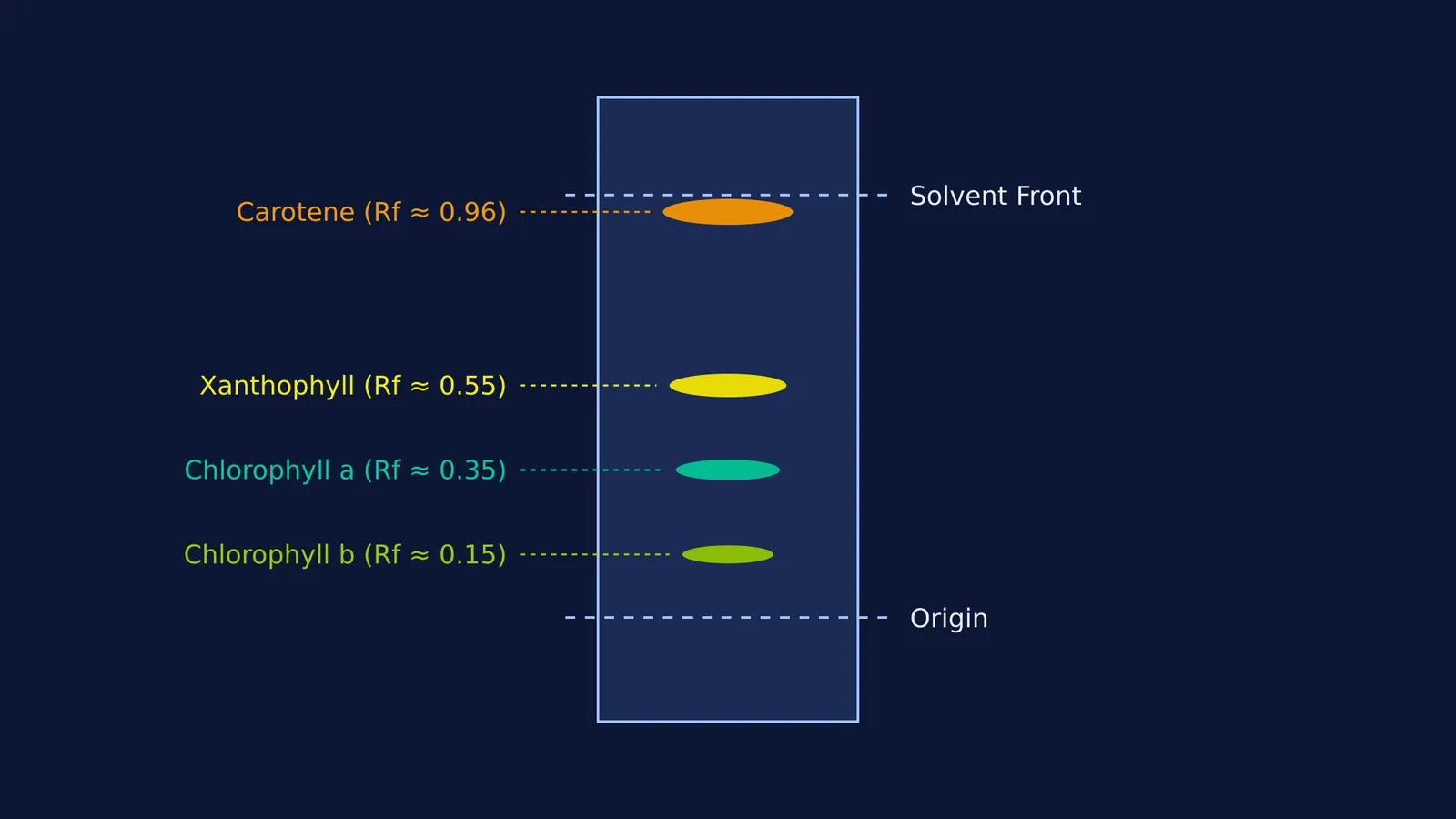 Chromatogram of spinach pigments showing bands for carotene, xanthophyll, and chlorophyll a and b.