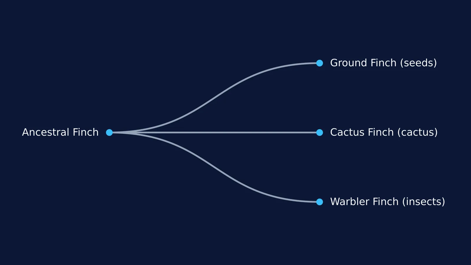 Cladogram of an ancestral finch radiating into ground, cactus and warbler finches.