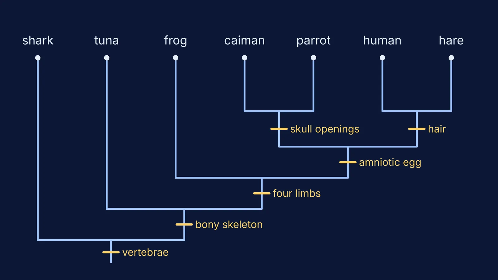 Cladogram of seven vertebrates with shared derived traits marked on branches