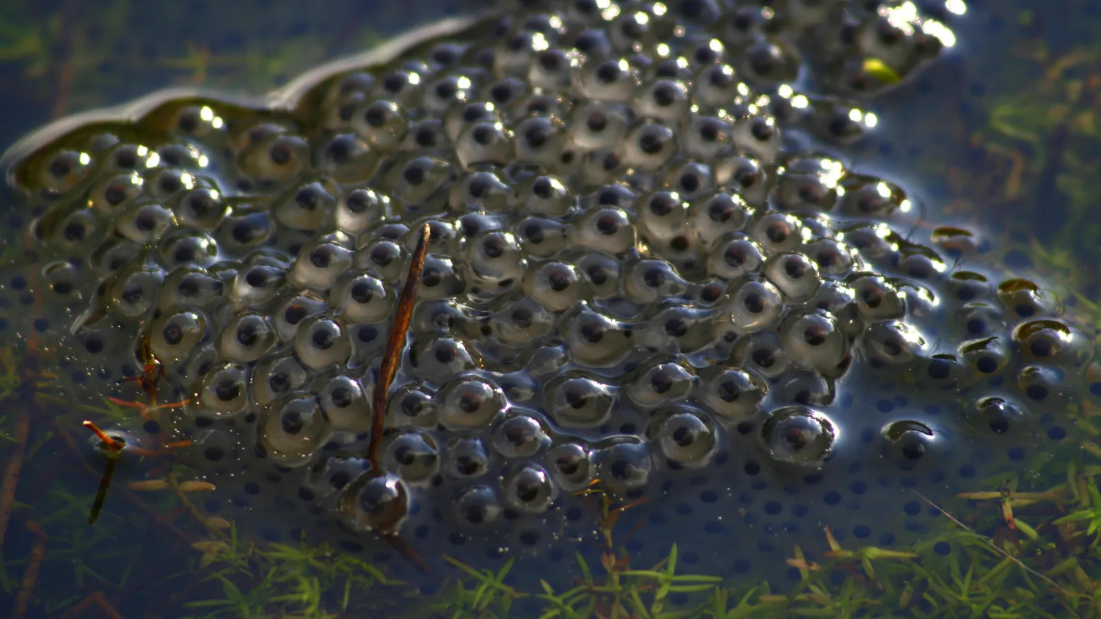 Close-up of a clump of frog spawn, dark eggs in clear jelly, floating in a pond