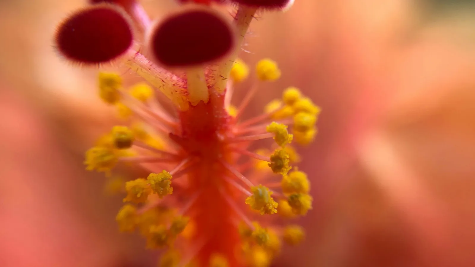 Close-up of a flower's stamens and pistil