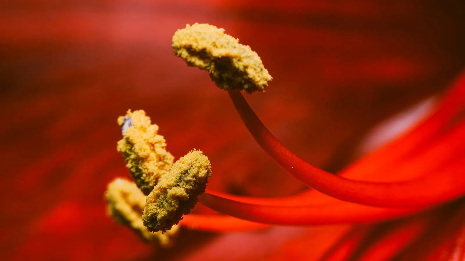 Close-up of pollen-covered stamens inside a red flower