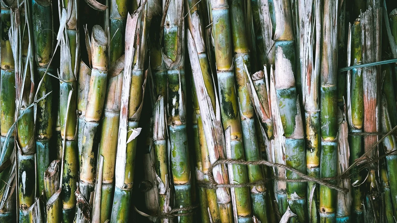 Close-up of tall sugarcane stalks