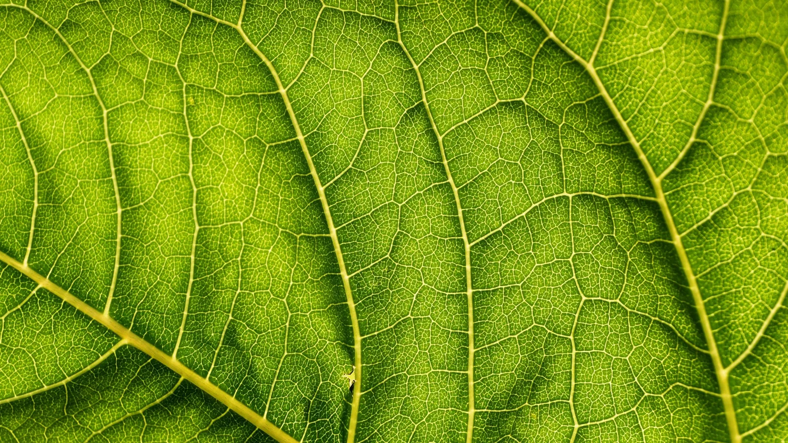 Close-up of the veins on a bright green leaf