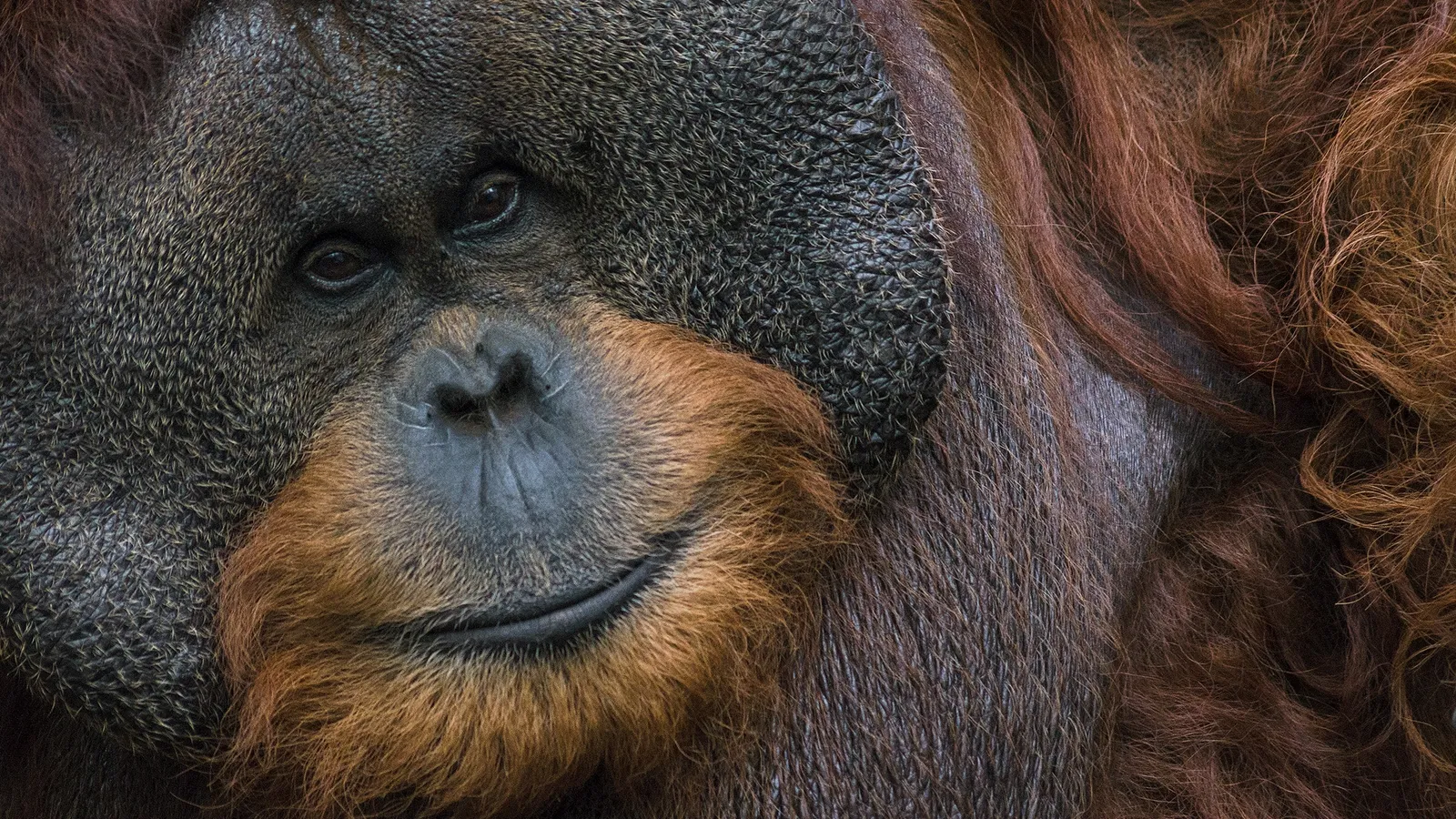 Close-up portrait of an adult male orangutan with large cheek pads