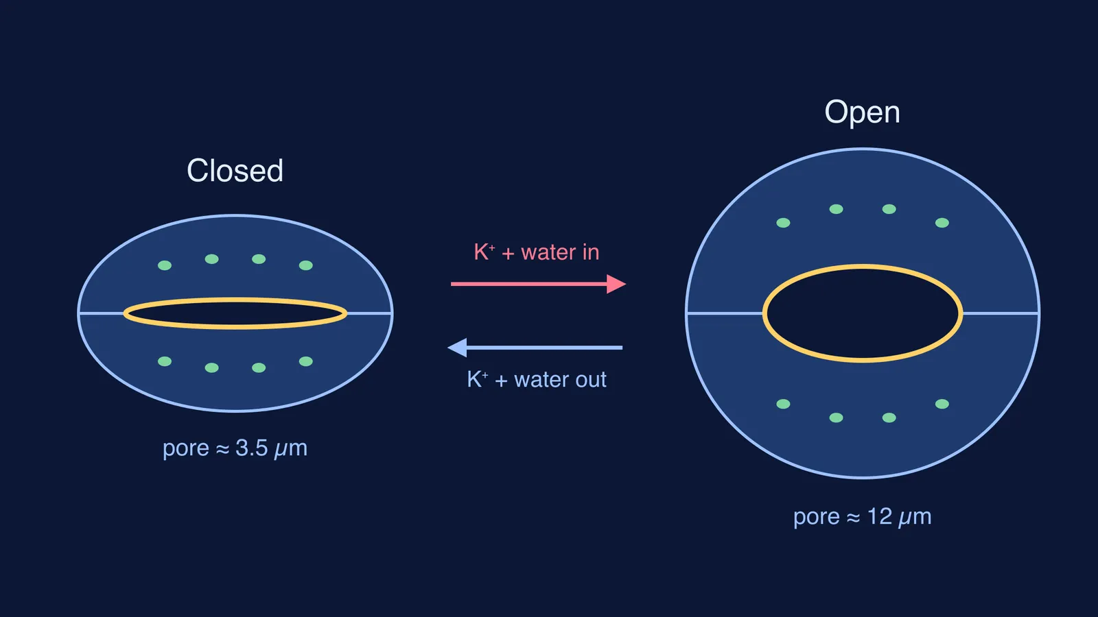 Closed and open stoma: two guard cells swell apart to widen the pore