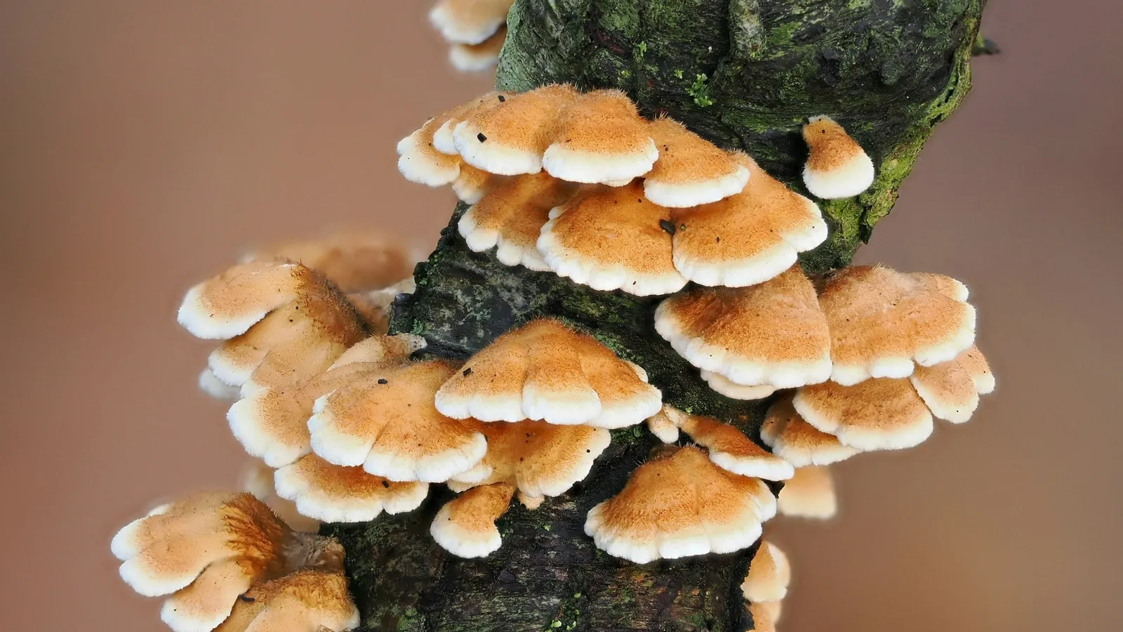 Clusters of bracket fungi growing on a tree trunk