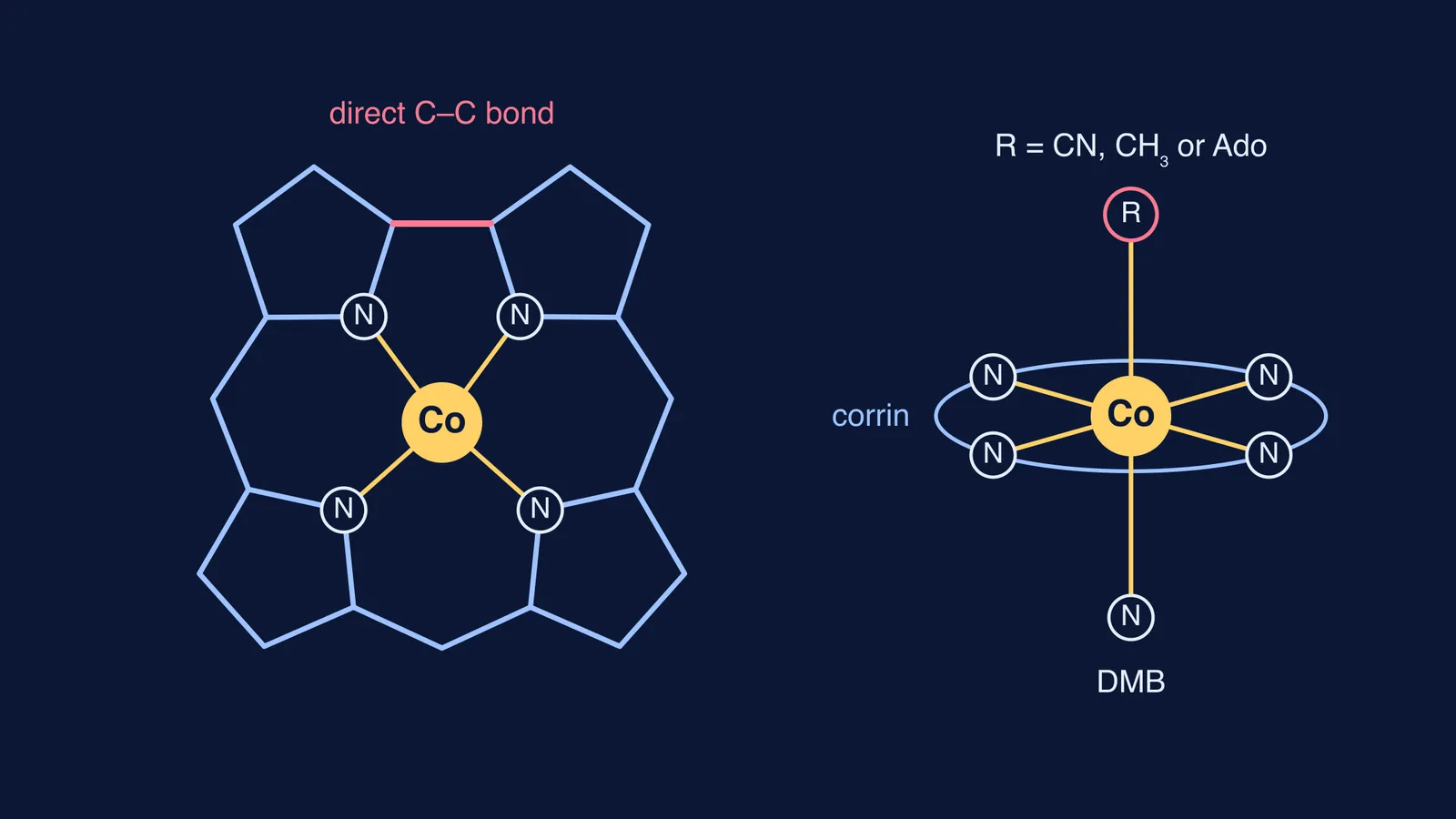 Cobalt held by four corrin nitrogens, with two axial ligands above and below