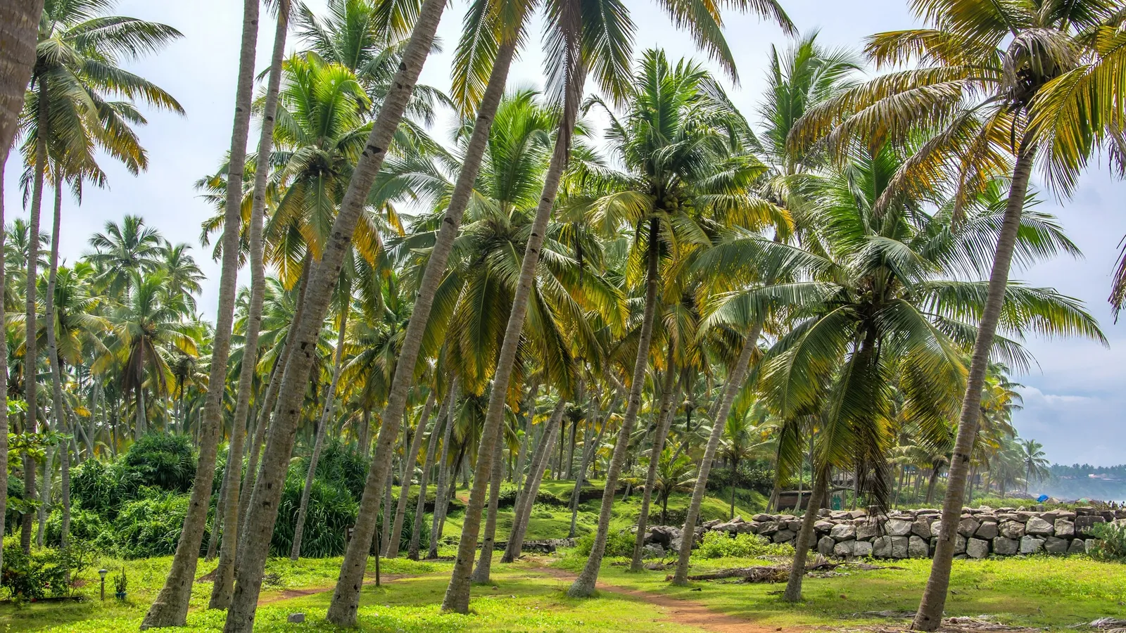 Coconut palms along a sunny coast