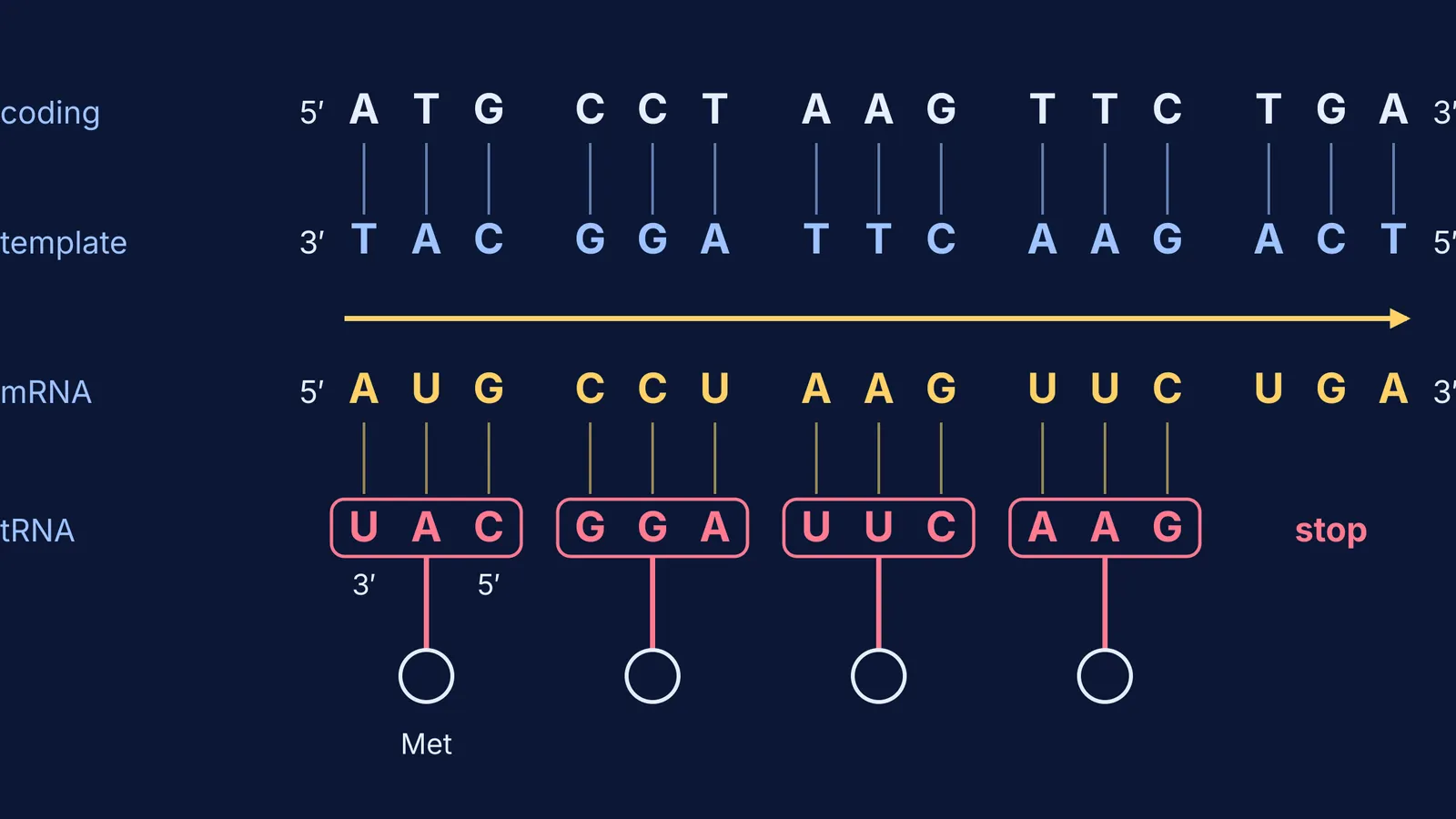 Coding and template DNA strands, mRNA and tRNA anticodons with 5′ and 3′ ends