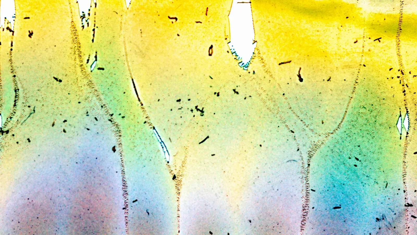 Coloured inks spreading through wet paper