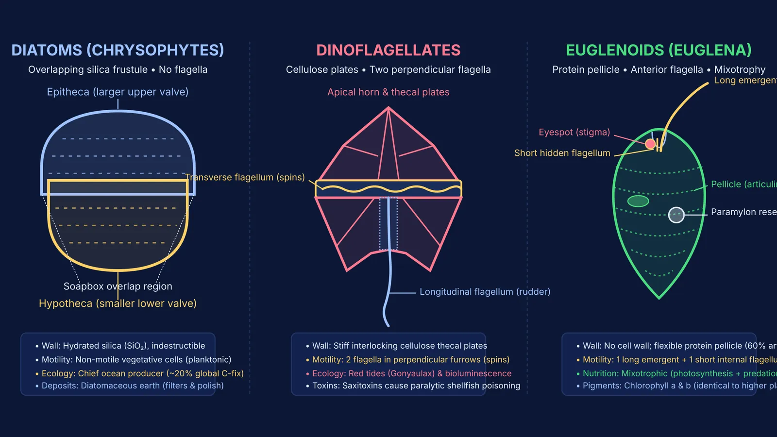 Comparison diagram of diatom silica frustule, dinoflagellate thecal plates, and euglena protein pellicle