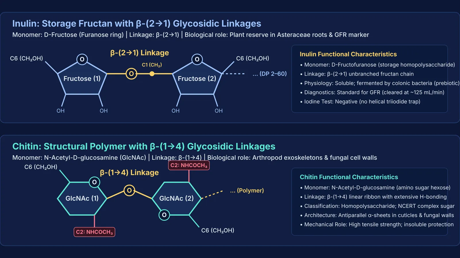 Comparison diagram of inulin fructose chains and chitin N-acetylglucosamine polymers
