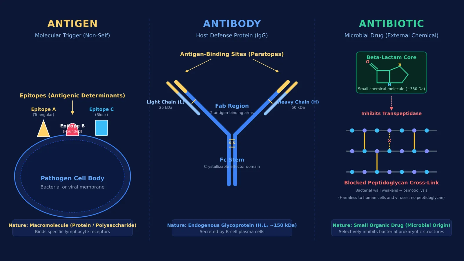 Comparison diagram of pathogen antigen epitopes, host antibody Y-structure, and antibiotic targeting bacterial cell walls.