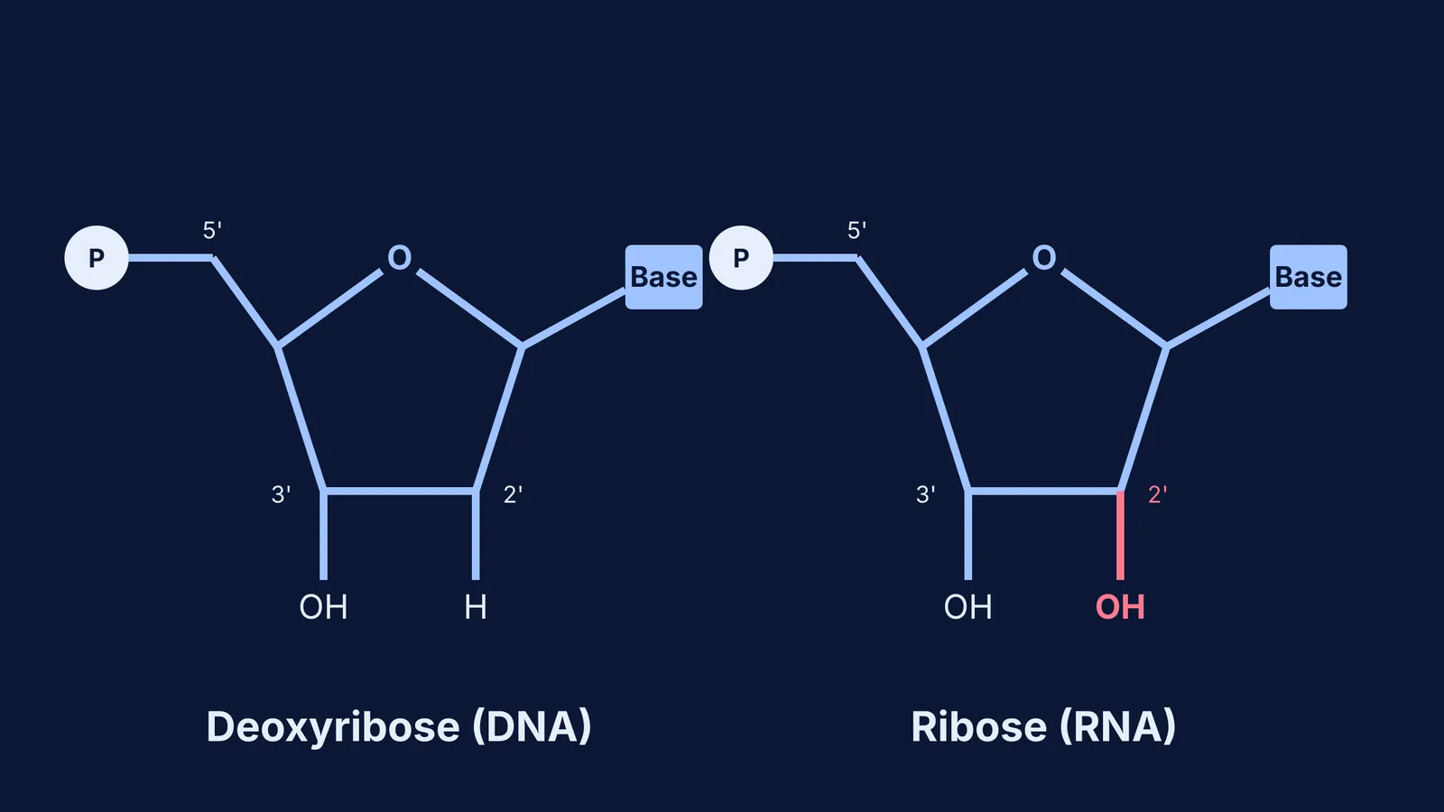 Comparison of deoxyribose and ribose rings showing the reactive 2'-OH group
