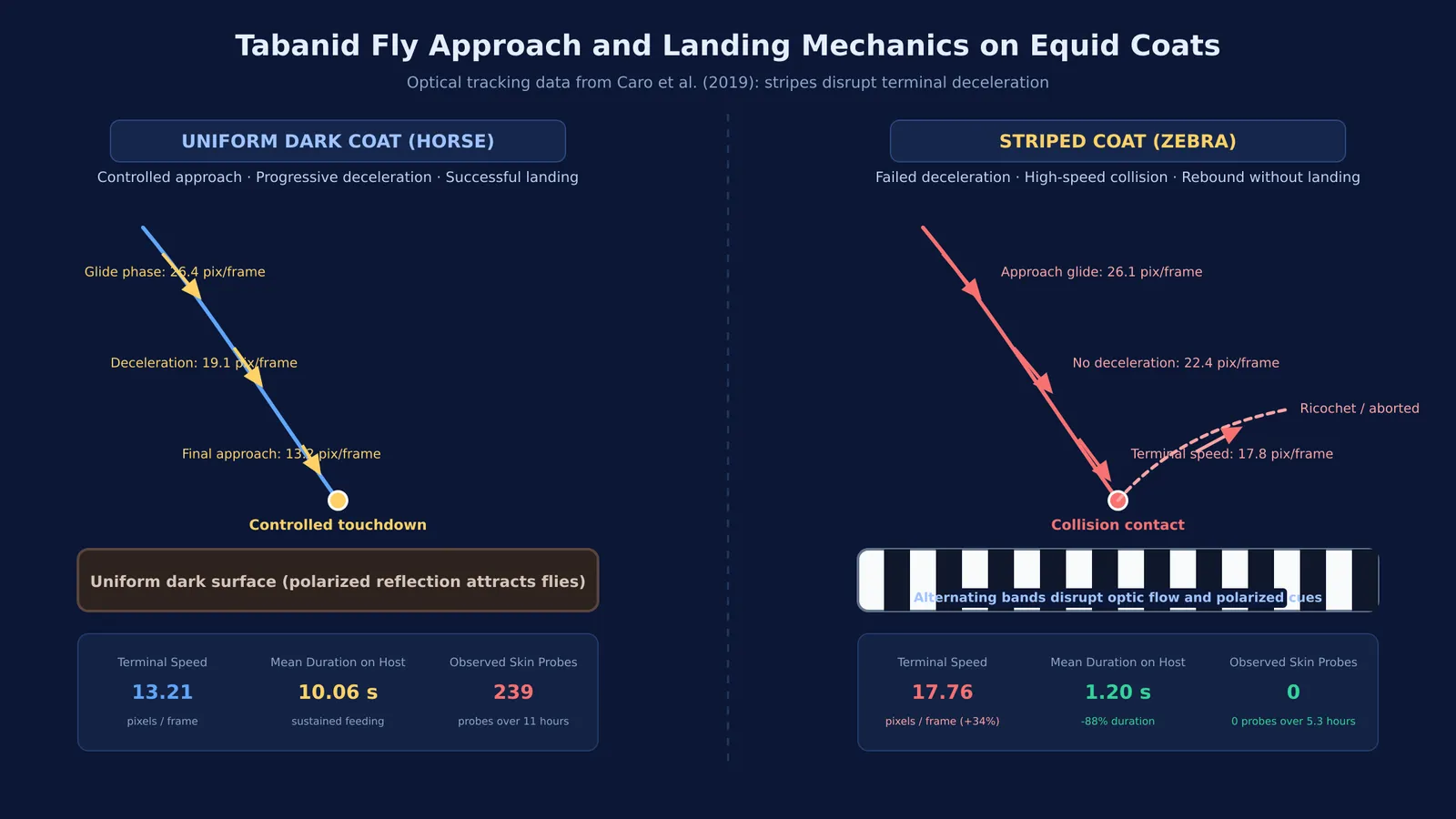 Comparison of fly approach velocities and landing success on uniform versus striped coats