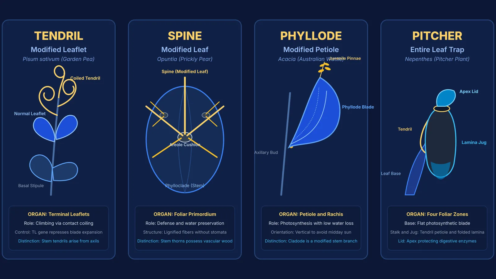 Comparison of four plant leaf modifications: tendril, spine, phyllode, and pitcher trap