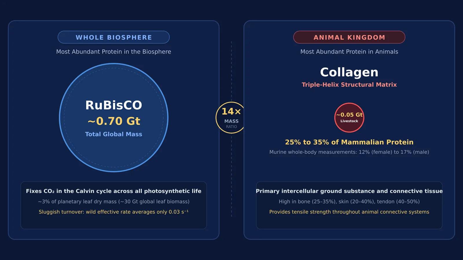 Comparison of global RuBisCO mass and animal collagen proportions