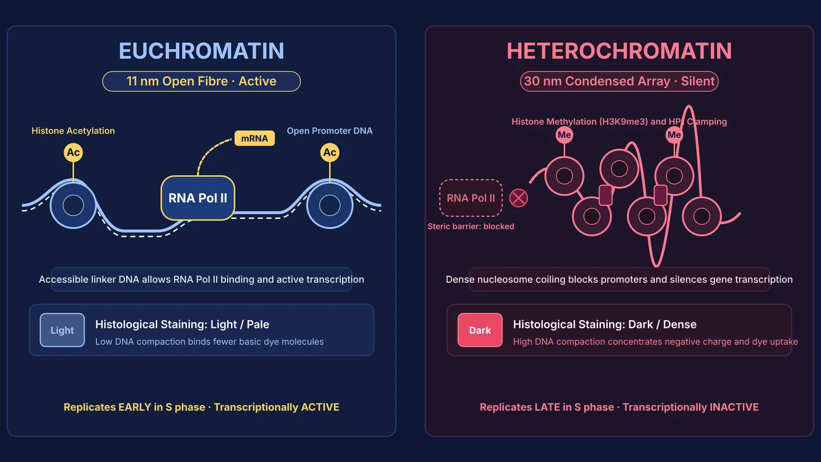 Comparison of open active euchromatin with dense silent heterochromatin