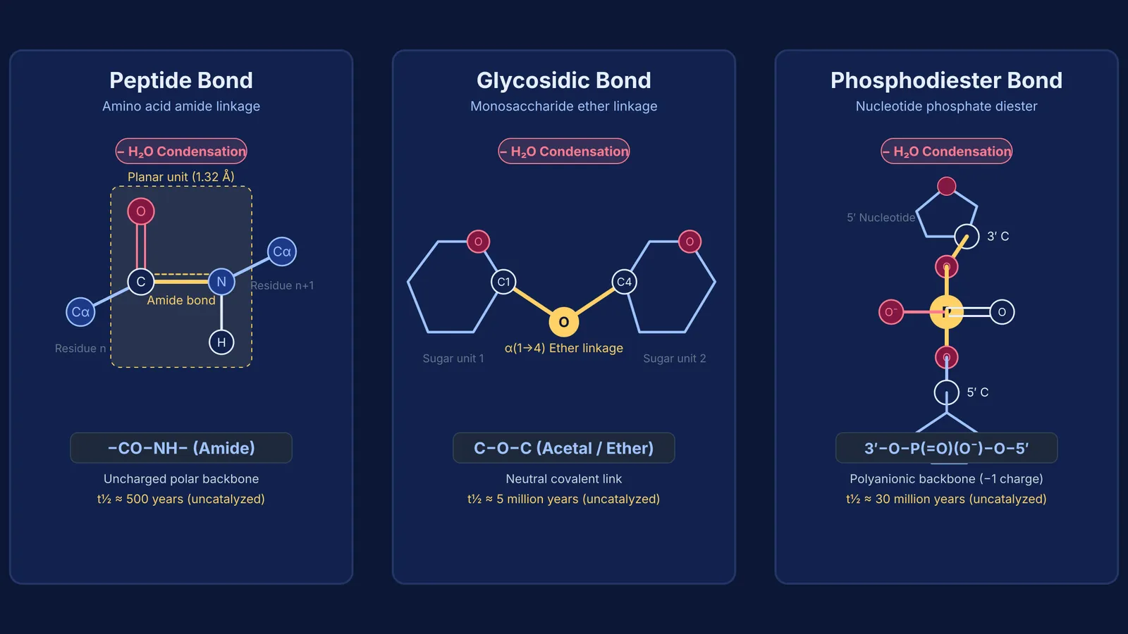 Comparison of peptide, glycosidic, and phosphodiester covalent linkages and water elimination