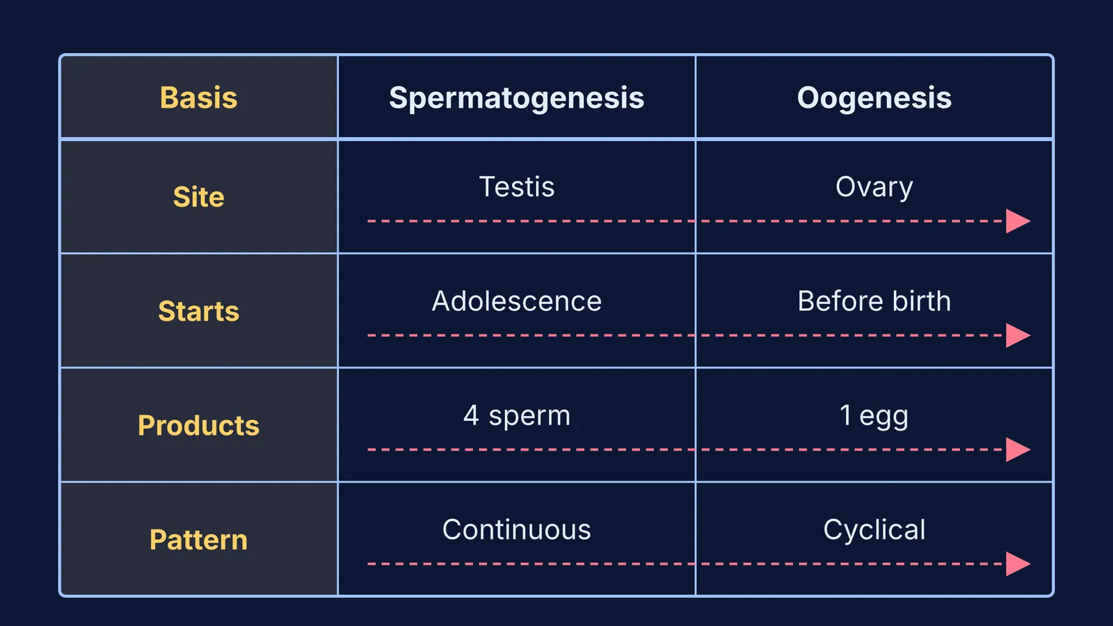 Comparison table of spermatogenesis and oogenesis with a basis column for each row