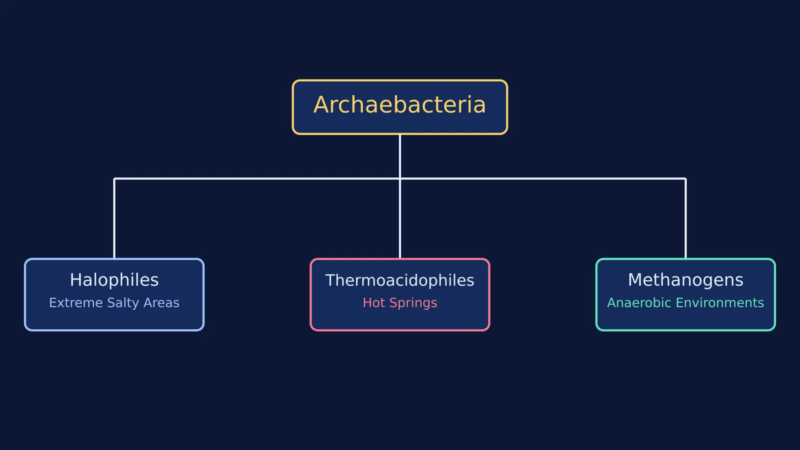 Concept map of archaebacteria splitting into halophiles, thermoacidophiles, and methanogens.