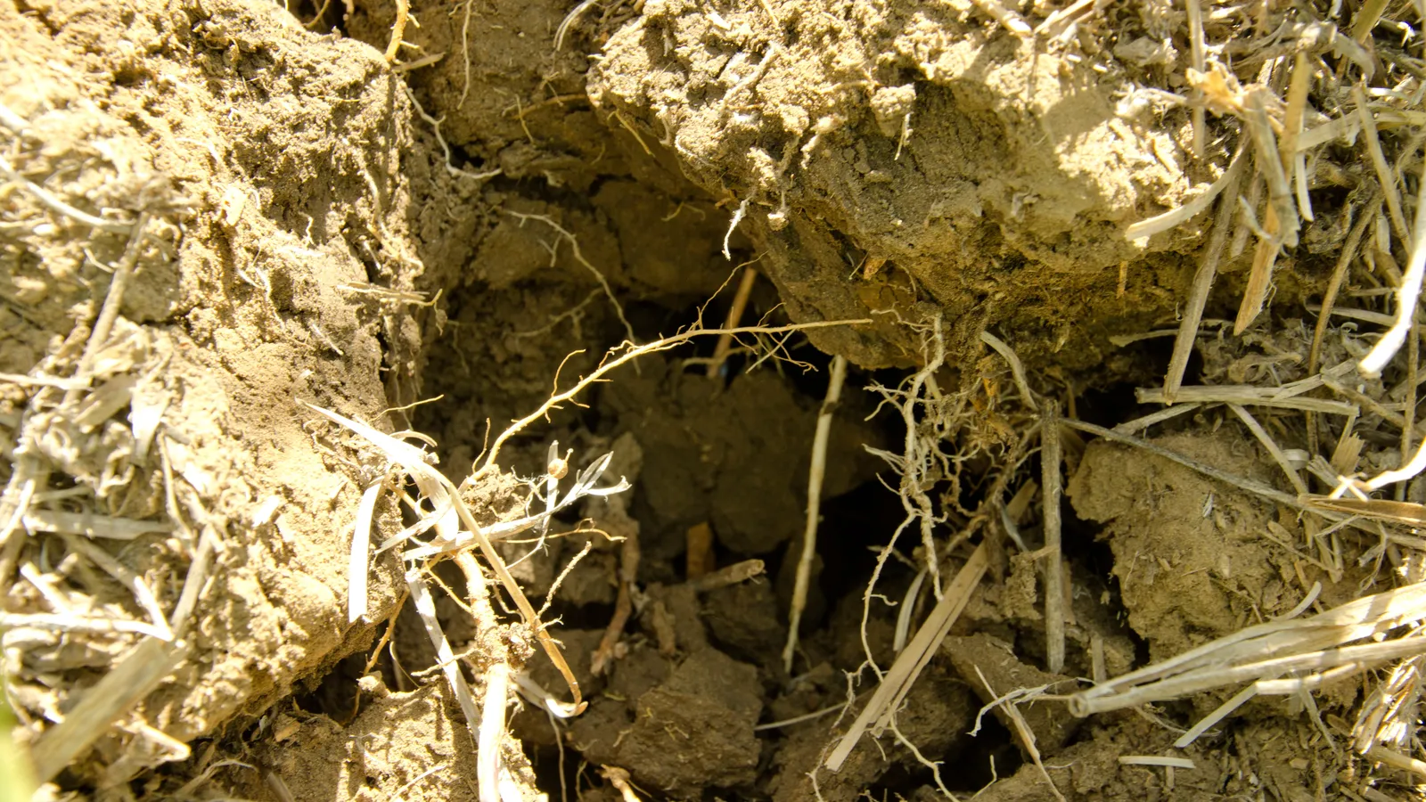 Corn root and a soybean root with nitrogen nodules